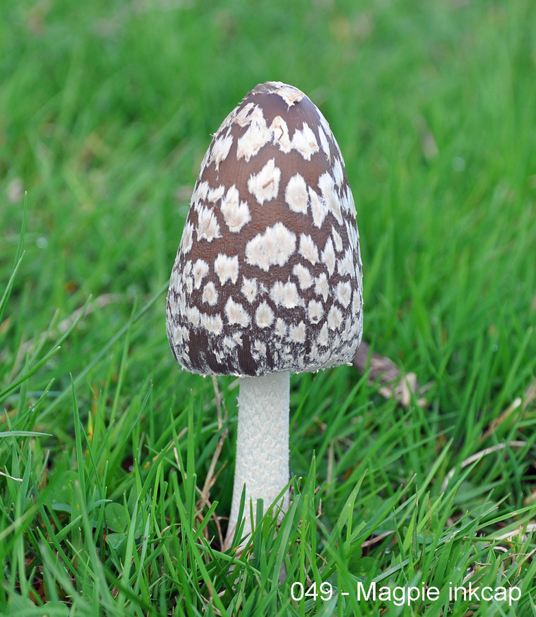 049 - Magpie inkcap - Coprinopsis picacea